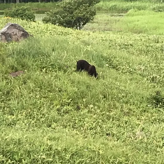 ヒグマの出没