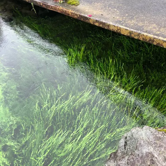 忍野八海