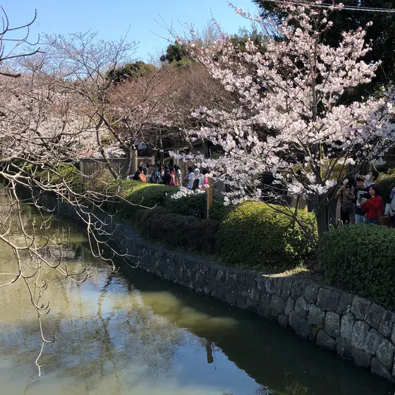 境内の桜