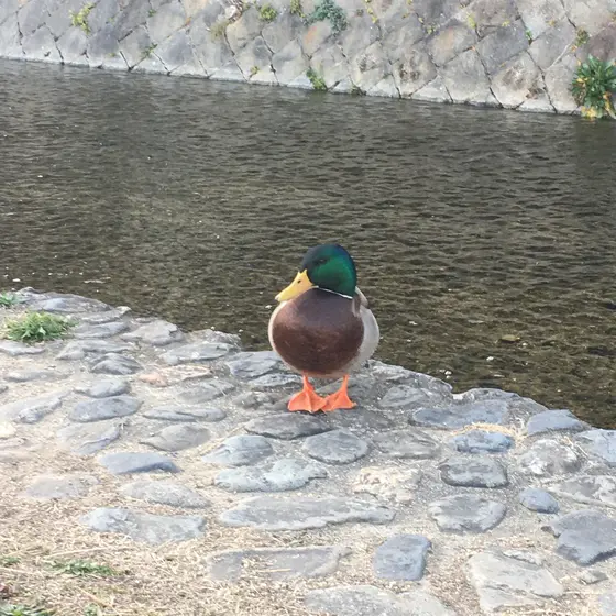 鴨にあえるかも！