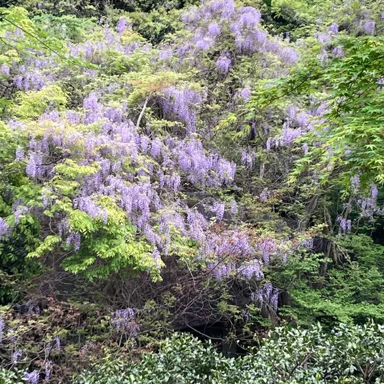 庭園から見える藤