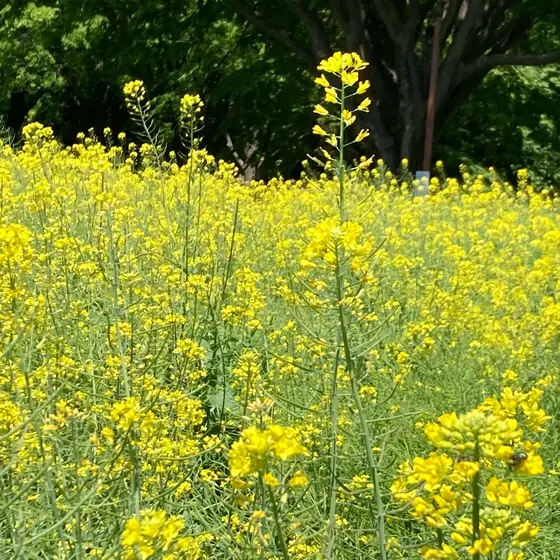 菜の花畑