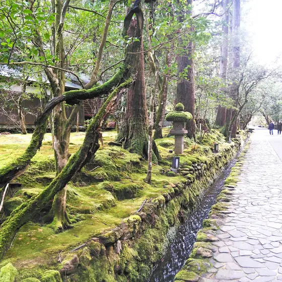 木々と苔が美しい参道