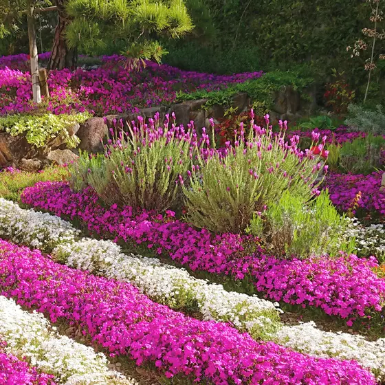 ラベンダーと芝桜