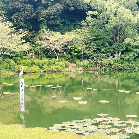蓮池