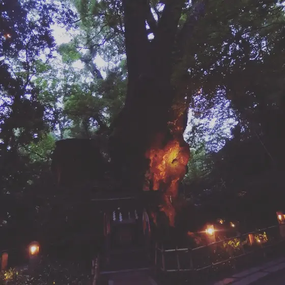トトロみたいな木！🌲