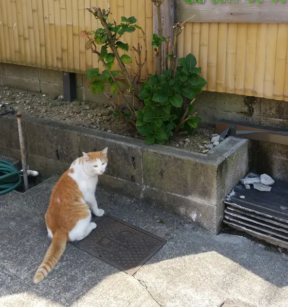 鉄輪温泉散策