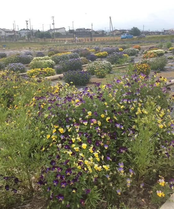 陸前高田市森の前花畑の花を預かっている花壇