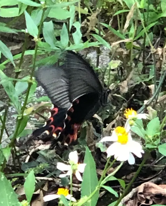 ｶﾗｽｱｹﾞﾊ