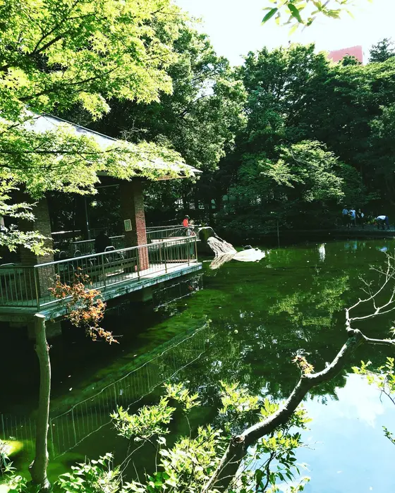 池には魚がいるかも？！