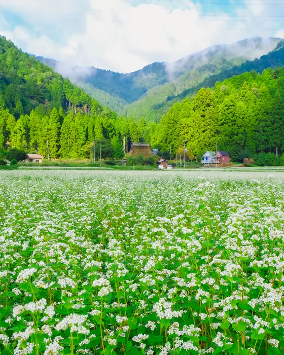 そばの花の情景を楽しむために
