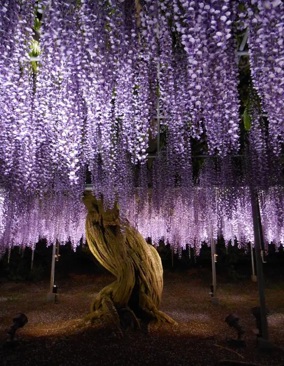夜のライトアップ