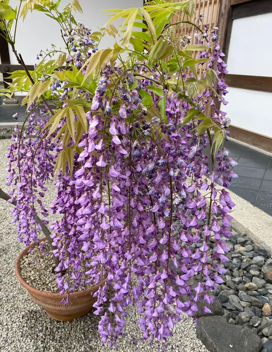 春はツツジが綺麗です