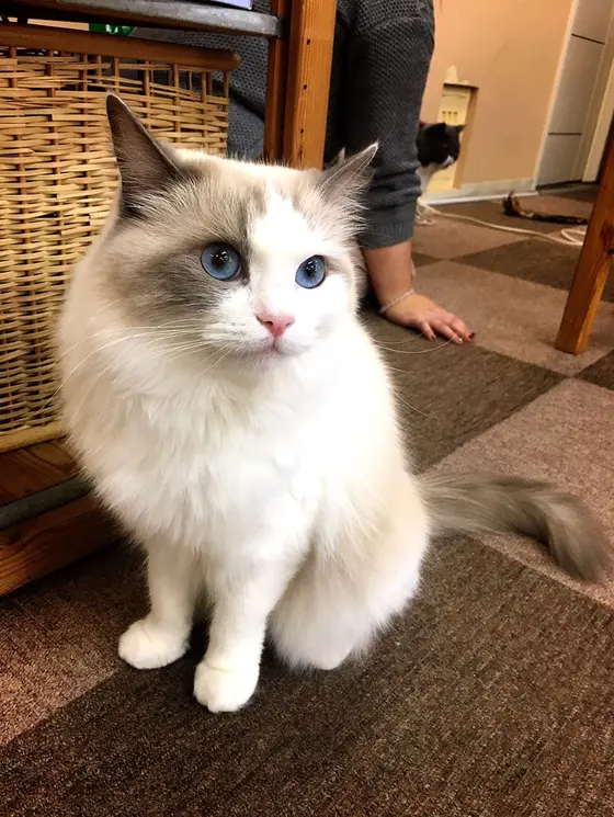 正統派の美人さんも！