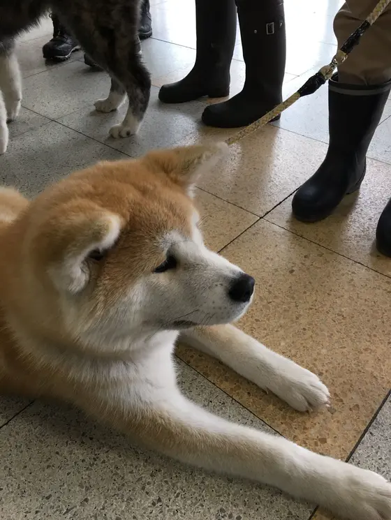 秋田犬のあこちゃん