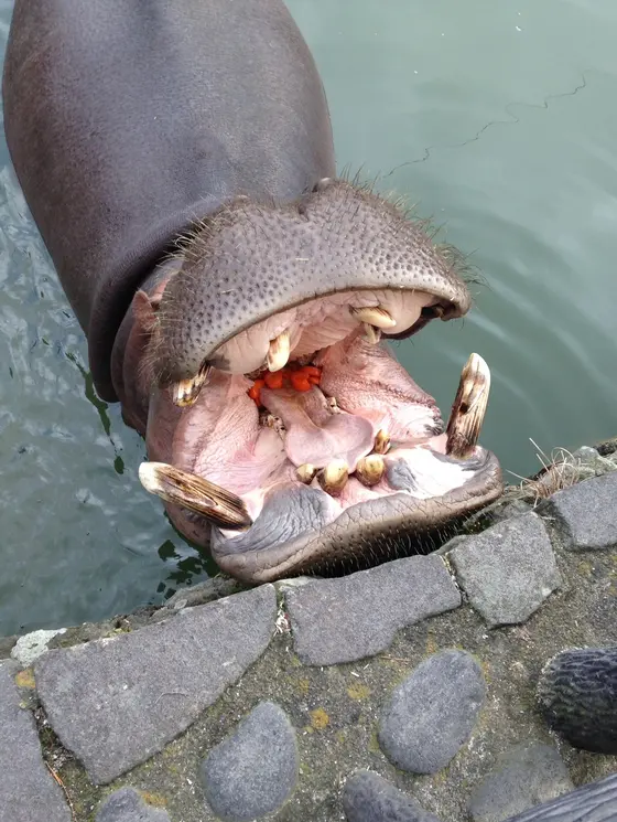 温泉に浸かって気持ち良さそう