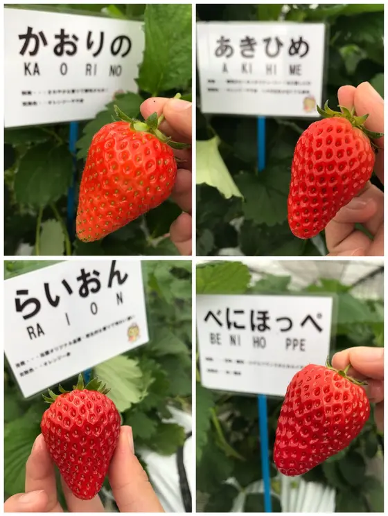食べ比べ...