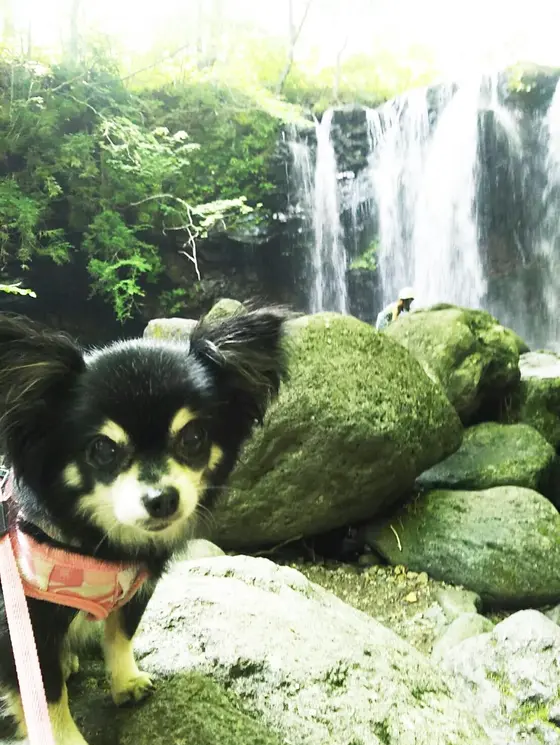 苔むした岩々