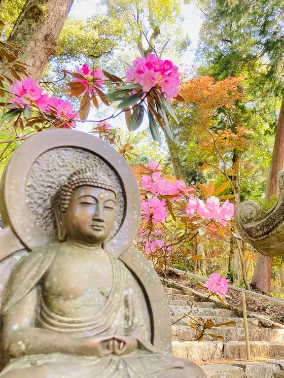 阿弥陀さまとしゃくなげ