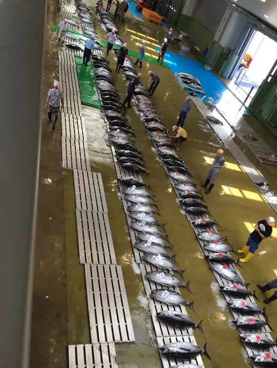 隣の卸市場は意外と必見！？
