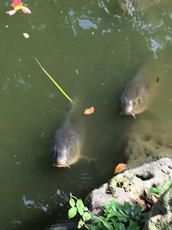 鯉も寄ってきます