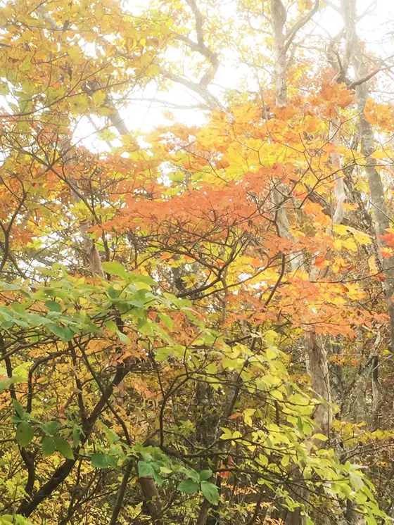 紅葉ゲットだぜ