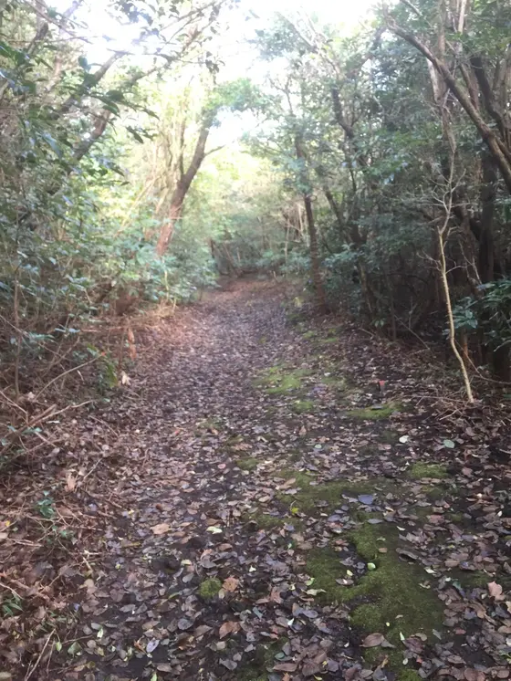 さらに高い木が