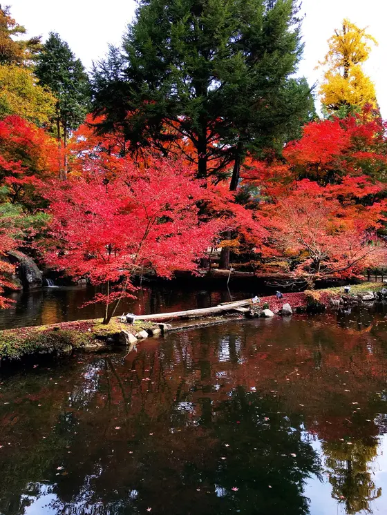 昼間の曾木公園🍁