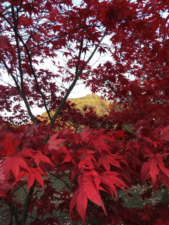 多様な紅葉スポット
