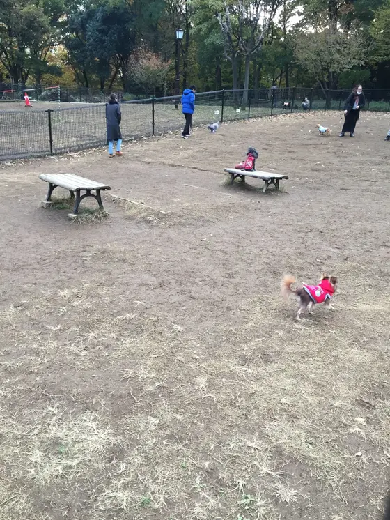 ドッグラン