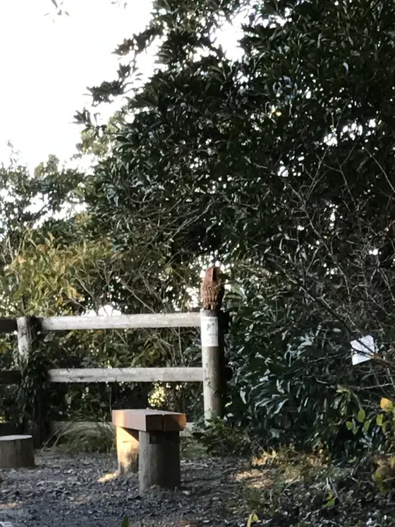 フクロウが。。。