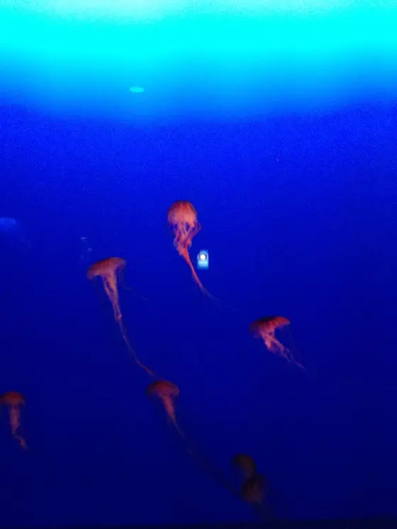 クラゲを眺めながら♡