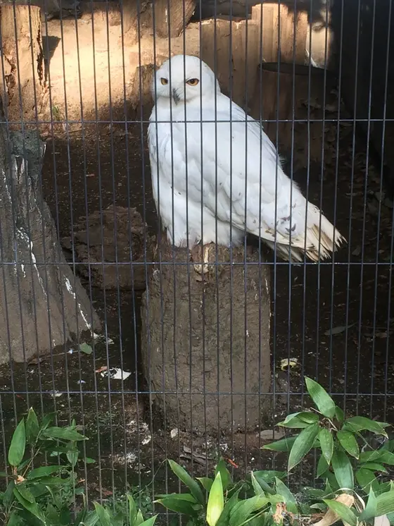 入口付近にいる、、🦉🌟