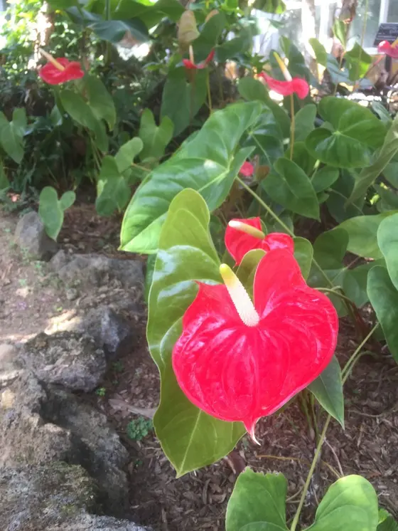 真っ赤な花