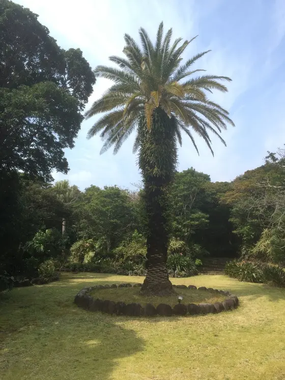大きな木