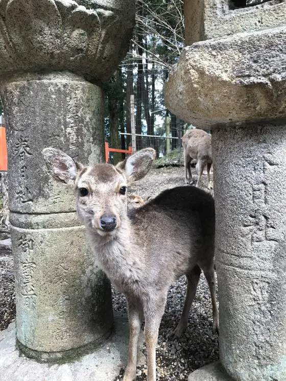 春日大社✖️鹿