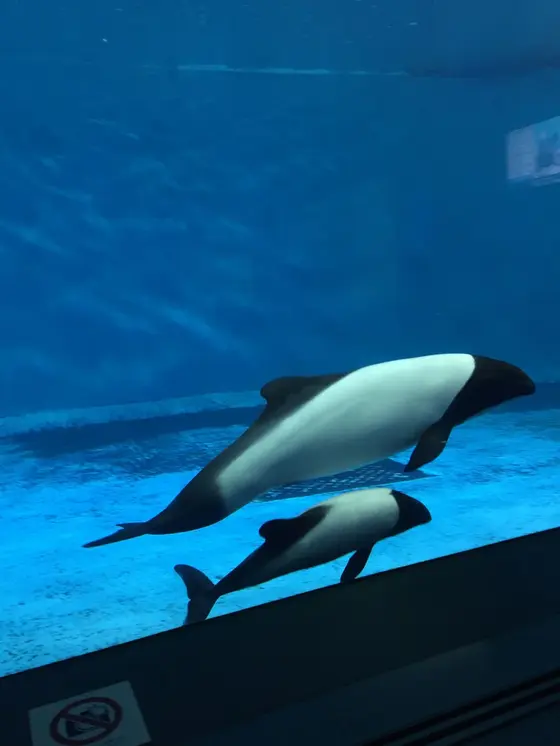 イルカの親子