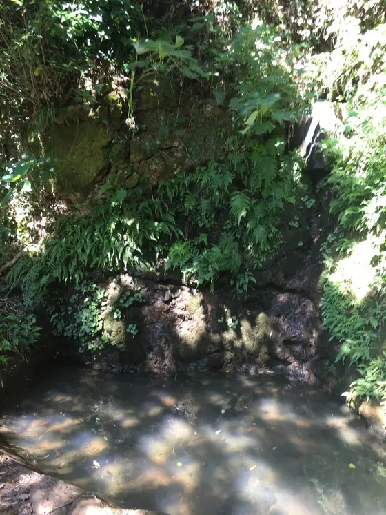 湧き水があちこちから。