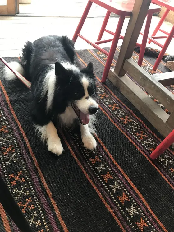 犬もOKなスペースあります。