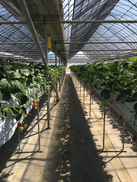 ベビーカーや車椅子でも入れます！