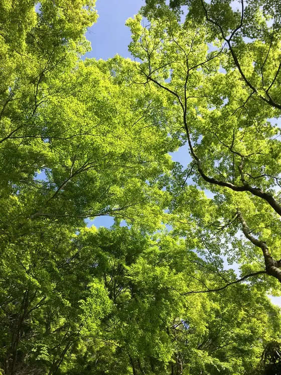快晴の空×新緑
