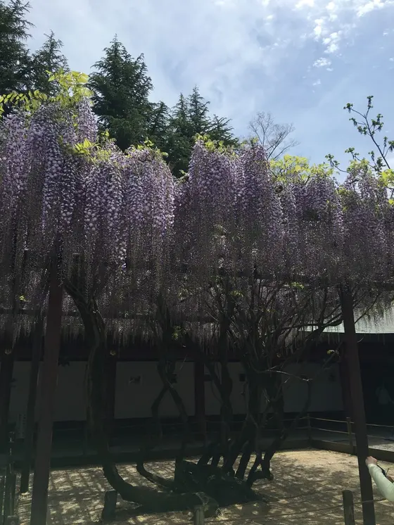 藤の花