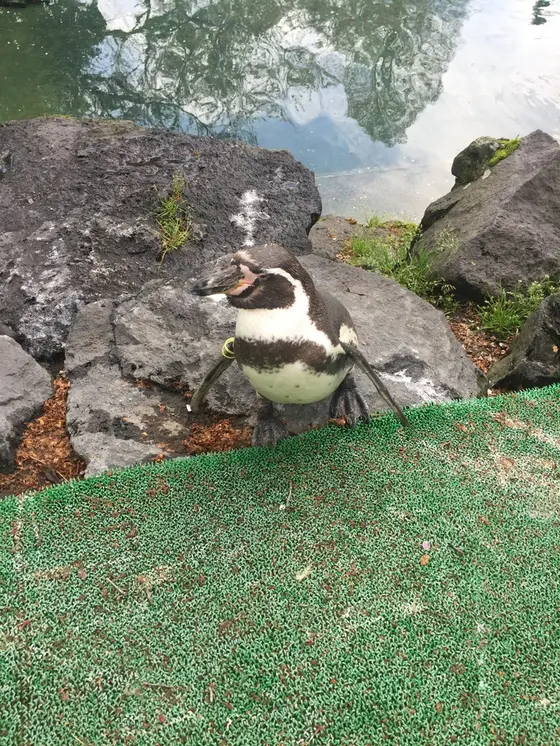 ペンギンの滝