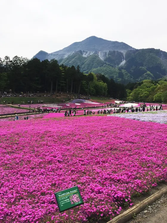 武甲山とコラボ