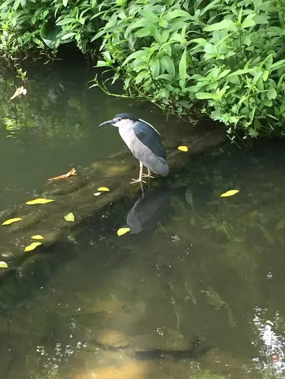 ペンギン風