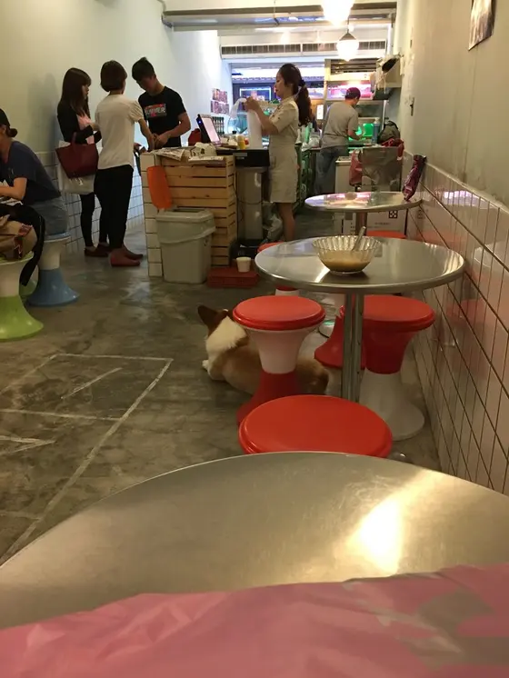 コーギー犬がめちゃくちゃ可愛い