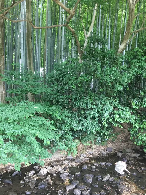 竹やぶ
