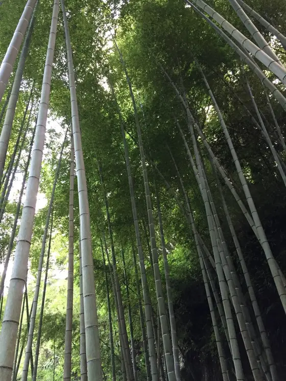 竹林