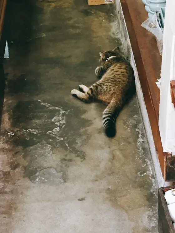 かわいい😍猫🐱発見