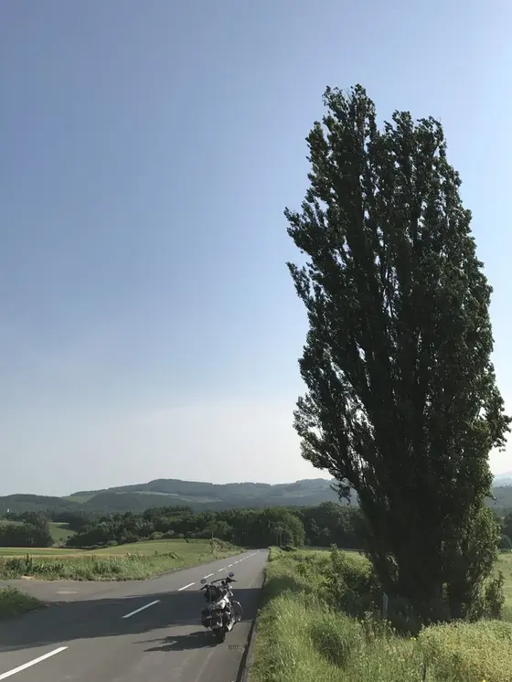 ケンとメリーの木